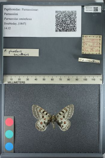Media type: image;   Entomology 174418